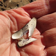 Adula californiensis