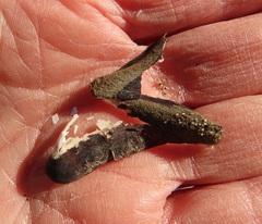 Adula californiensis