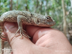 Sceloporus lundelli gaigeae