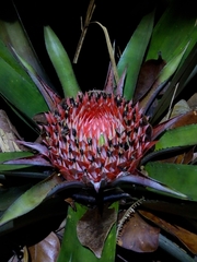 Karawata saxicola