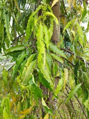 Polyalthia