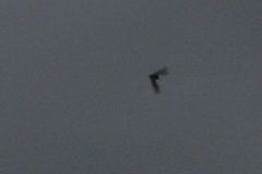 Pipistrellus abramus