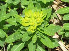 Euphorbia adenochlora