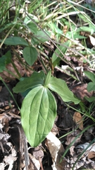 Trillium lancifolium