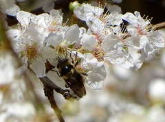 Criorhina nigripes
