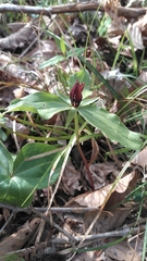 Trillium lancifolium