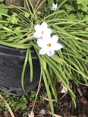 Ipheion