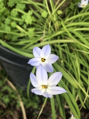 Ipheion
