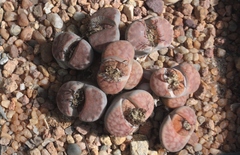 Lithops karasmontana