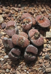 Lithops karasmontana