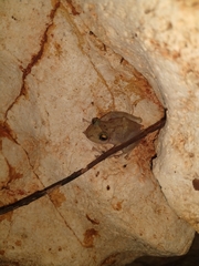 Craugastor yucatanensis