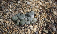 Lithops salicola