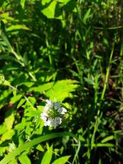 Pycnanthemum verticillatum