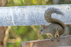 Sciurus aestuans ingrami