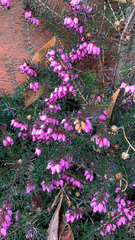 Erica carnea