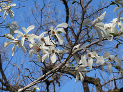 Magnolia kobus