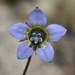 Wahlenbergia capensis - Photo (c) Loxley Fedec,  זכויות יוצרים חלקיות (CC BY-NC), הועלה על ידי Loxley Fedec