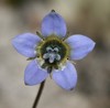 Cape Bluebell - Photo (c) Loxley Fedec, some rights reserved (CC BY-NC), uploaded by Loxley Fedec