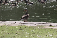 Anas platyrhynchos