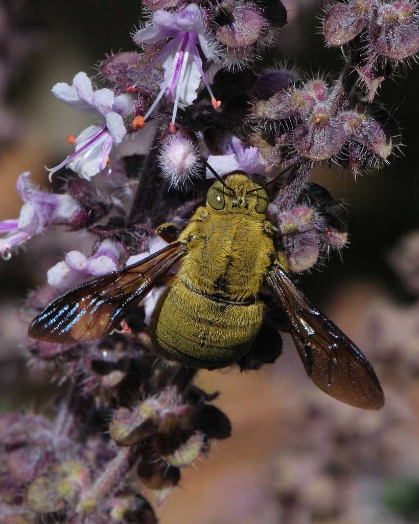 Pubescent Carpenter Bee