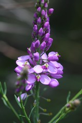 Comesperma virgatum