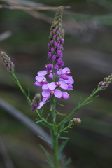 Comesperma virgatum