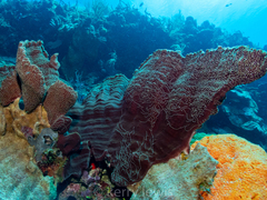 Cribrochalina vasculum