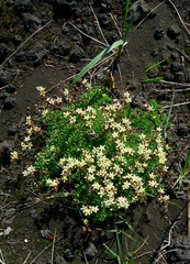 Saxifraga bronchialis funstonii