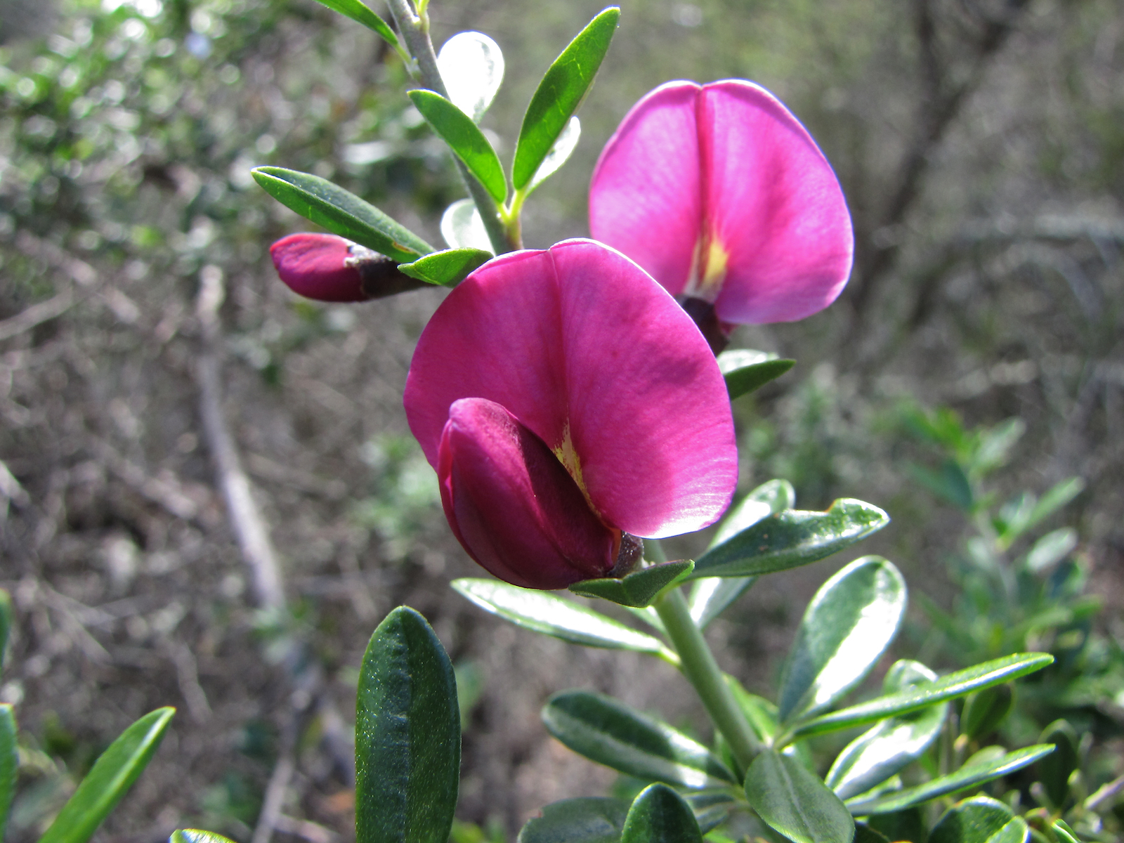Pickeringia