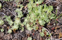 Psilocarphus brevissimus