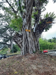 Ficus benjamina benjamina
