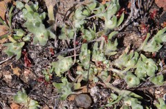 Psilocarphus brevissimus