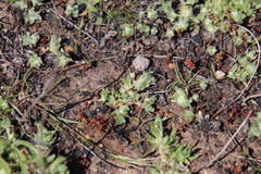 Psilocarphus brevissimus