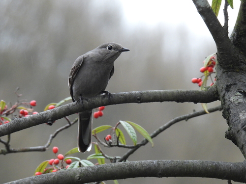 Townsendklarino (Myadestes townsendi)