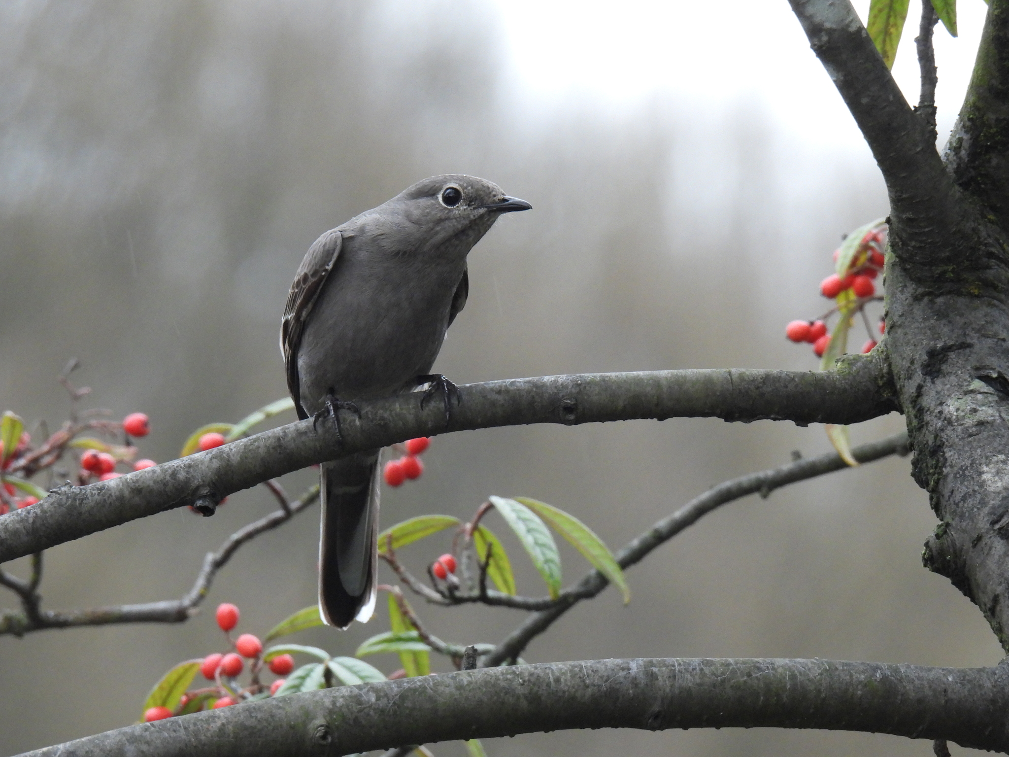 Townsend's Solitaire illustration