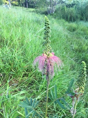 Calliandra houstoniana calothyrsus