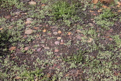 Psilocarphus brevissimus