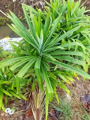 Pandanus amaryllifolius