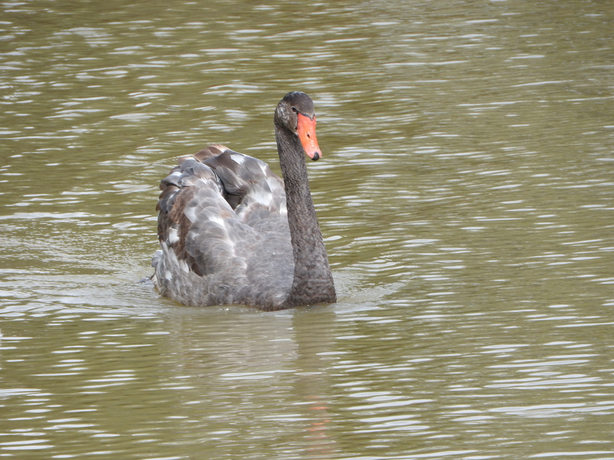 Black × Mute Swan (Hybrid Cygnus atratus × olor) · iNaturalist