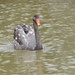 Black × Mute Swan - Photo (c) ARSENIO GONZALEZ NAVARRO, some rights reserved (CC BY-NC), uploaded by ARSENIO GONZALEZ NAVARRO