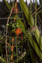 Darwinia citriodora