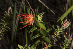 Darwinia citriodora