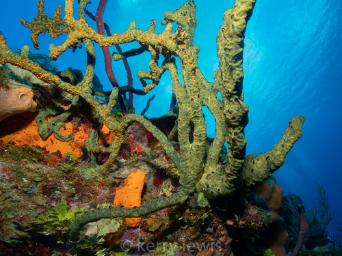 Iotrochota birotulata (Higgin, 1877)