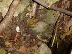 Craugastor yucatanensis