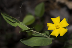 Hibbertia amplexicaulis