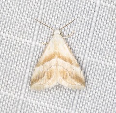 Eublemma roseana