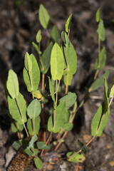 Hibbertia amplexicaulis