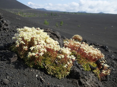 Saxifraga bronchialis funstonii
