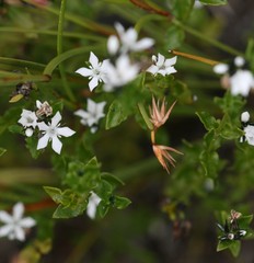 Orianthera serpyllifolia