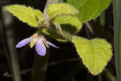 Tremandra stelligera